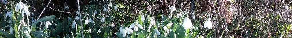 in header, snow drops flowers